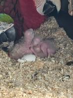 Harlekijn ara, Dieren en Toebehoren