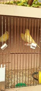 Kanaries 2025, Dieren en Toebehoren, Vogels | Kanaries, Geslacht onbekend, Zangkanarie