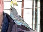 jonge parkiet, Dieren en Toebehoren, Vogels | Parkieten en Papegaaien, Parkiet