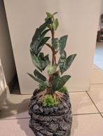 Reptielen water druppelboom, Dieren en Toebehoren, Ophalen