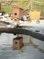 Mandarijneenden, Dieren en Toebehoren, Pluimvee, Eend