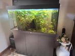Aquarium  juwel 350l, Ophalen, Gebruikt, Gevuld zoetwateraquarium