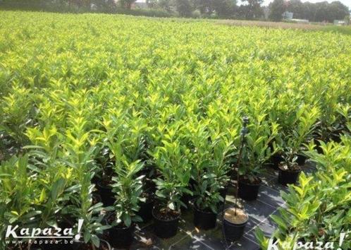 Prunus laurocerasus in soorten, Tuin en Terras, Planten | Struiken en Hagen, Struik, Ophalen of Verzenden
