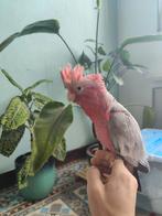 Tamme rose kaketoe, Dieren en Toebehoren, Geringd