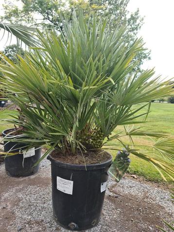 Europese dwergpalm - Chamaerops Humilis  beschikbaar voor biedingen