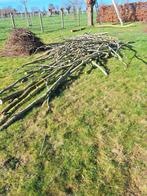 Brandhout wilg, Enlèvement