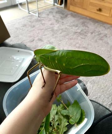 Hooded katydid - zeldzaam beschikbaar voor biedingen