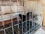Mooi turkse takla, Dieren en Toebehoren