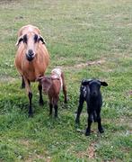 Mooie Barbados Black Belly ooi met lammetjes, Dieren en Toebehoren, Schapen, Geiten en Varkens, Schaap