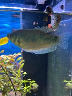 Gourami te koop, Dieren en Toebehoren, Vissen | Aquariumvissen, Vis, Zoetwatervis