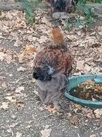 Brahma goudpatrijs haantje, Dieren en Toebehoren, Pluimvee, Mannelijk, Kip