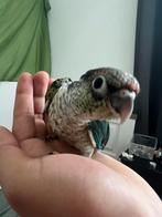 Bébé Conure élever à la main, Papegaai, Meerdere dieren, Pratend