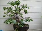 Bonsai berk yamadori uit de Ardennen., Tuin en Terras, Planten | Bomen, Overige soorten, Lente, Minder dan 100 cm, Ophalen