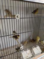 Glosters, Dieren en Toebehoren