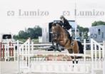 7 jarige BWP ruin te koop, Dieren en Toebehoren, Paarden, Ruin, Springpaard, 7 tot 10 jaar
