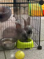 2 grijze vlaamse reuzen, Dieren en Toebehoren