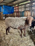 Zware Dekram belier tres lourd, Dieren en Toebehoren