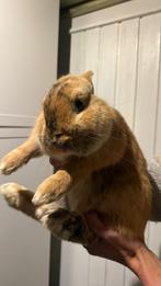 Kleurdwerg mix volwassen, Dieren en Toebehoren, Konijnen