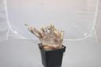 pachypodium inopinatum, Vetplant, Ophalen of Verzenden, In pot, Minder dan 100 cm