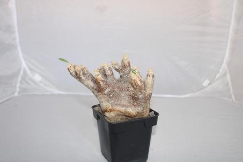 pachypodium inopinatum, Huis en Inrichting, Kamerplanten, Vetplant, Minder dan 100 cm, Groene kamerplant, Volle zon, In pot, Ophalen of Verzenden