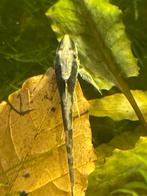 Sturisoma groepje van 8