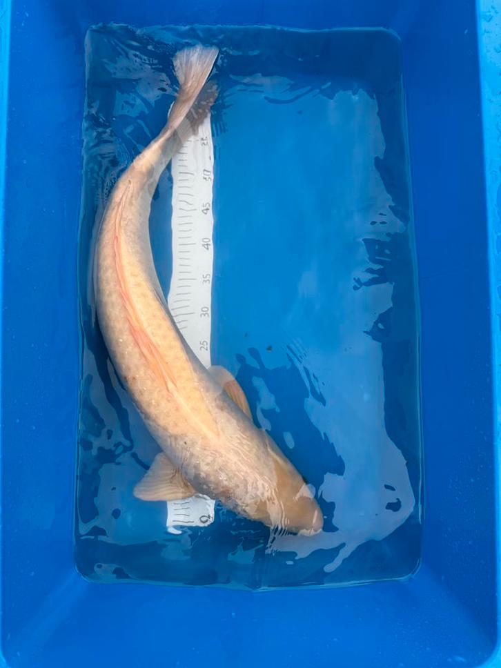 Prachtige witte koi ( 80 cm ), Dieren en Toebehoren, Vissen | Vijvervissen