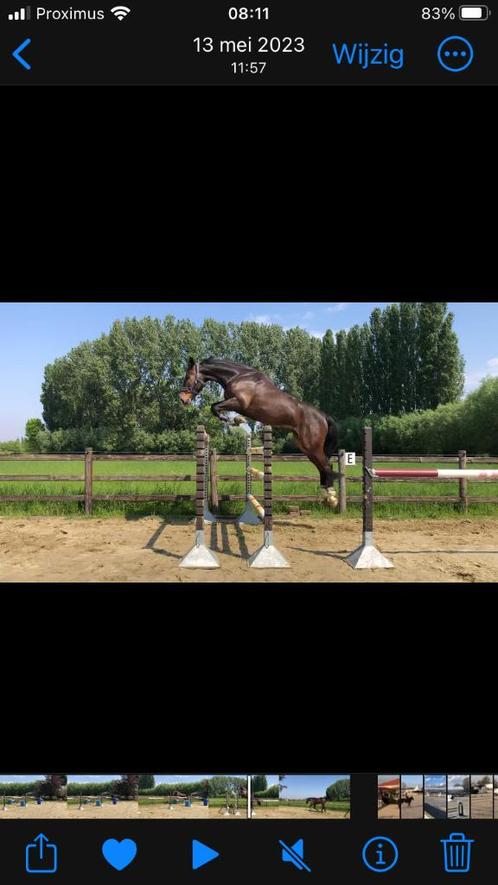 Paard, Animaux & Accessoires, Chevaux, Hongre, M, 170 à 175 cm, 7 à 10 ans, Cheval de saut, Avec pedigree, Avec puce électronique