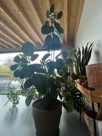 Rubberplant, Ficus Elastica - inclusief pot, Huis en Inrichting, Kamerplanten, Ophalen, Ficus, In pot, 150 tot 200 cm