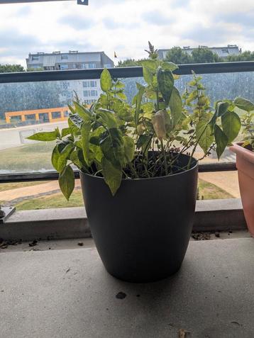 Grote buitenpotten met aarde en plant beschikbaar voor biedingen
