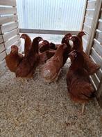 jeunes poules pondeuses brunes traditionnelles et non indust, Animaux & Accessoires, Volatiles, Poule ou poulet, Femelle