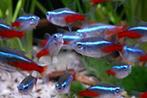 Tetra's, guppy's & andere aquarium vissen, Dieren en Toebehoren, Vissen | Aquariumvissen, Zoetwatervis, Vis