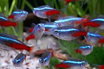 Tétras, guppys et autres poissons d'aquarium