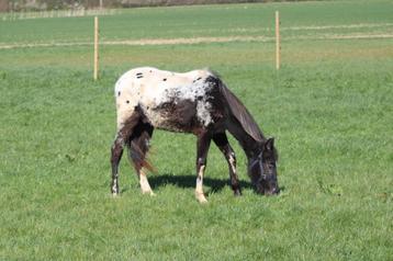 Mâle OC 2ans, Moins de 160 cm, 0 à 2 ans, Cheval de récréation, Vermifugé