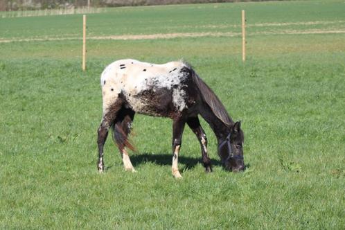 Mâle OC 2ans, Dieren en Toebehoren, Paarden, Hengst, Niet van toepassing, Minder dan 160 cm, 0 tot 2 jaar, Recreatiepaard, Met stamboom