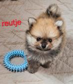Pomchi pups, België, Keeshond, CDV (hondenziekte), 8 tot 15 weken