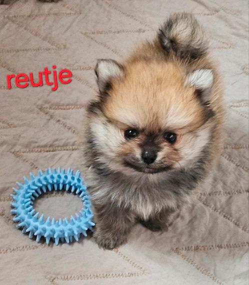 Pomchi pups, Dieren en Toebehoren, Honden | Poolhonden, Keeshonden en Oertypen, Meerdere dieren, Keeshond, Fokker | Professioneel