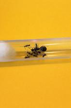 La reine Camponotus Micans avec 1 à 10 ouvrières, Fourmis
