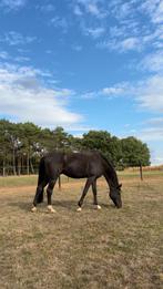 Weide maatje/wandel paard te koop, Dieren en Toebehoren, Paarden, Ruin, 175 cm of meer, Recreatiepaard, 11 jaar of ouder