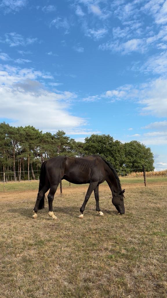 Weide maatje/wandel paard te koop, Dieren en Toebehoren, Paarden, Ruin, 175 cm of meer, 11 jaar of ouder, Recreatiepaard