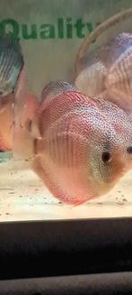 Discus super panthera eruption, Dieren en Toebehoren