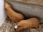 Supermooie Cuy cavia beertjes, Mei, Mannelijk, Cavia