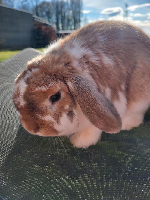 Minilop ram, Dieren en Toebehoren, Konijnen, Dwerg, Mannelijk, 0 tot 2 jaar, Hangoor
