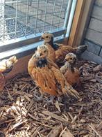 vorwerk kuikens, Dieren en Toebehoren, Pluimvee, Kip