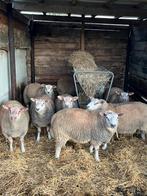 Ramlammeren, Dieren en Toebehoren, Schapen, Geiten en Varkens