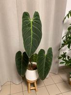 Philodendron Melanochrysum, Huis en Inrichting, Ophalen