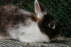 Dwerg voedster kleurdwerg konijn, Dieren en Toebehoren, Klein, Vrouwelijk, 0 tot 2 jaar, Hangoor