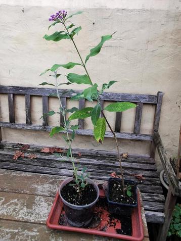 Vlinderstruik Buddleja davidii - plant in goede gezondheid 