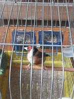 Mâle Parva, Dieren en Toebehoren, Vogels | Overige Vogels, Mannelijk, Wildzangvogel, Tam