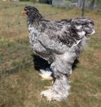 7 brahma haantjes, Dieren en Toebehoren, Mannelijk, Kip