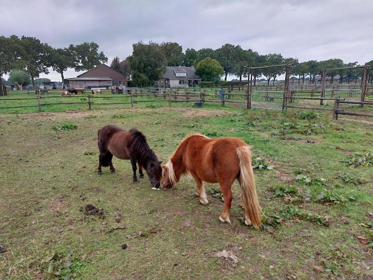 Twee oudere shetlanders, Dieren en Toebehoren, Pony's, Merrie, A pony (tot 1.17m), 11 jaar of ouder, Gechipt, Ontwormd
